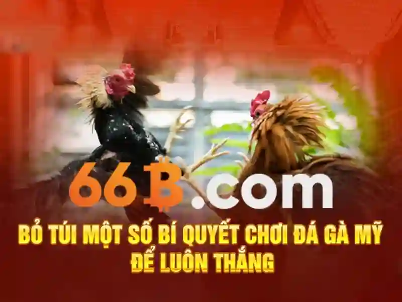 Lý Do Chọn 66B