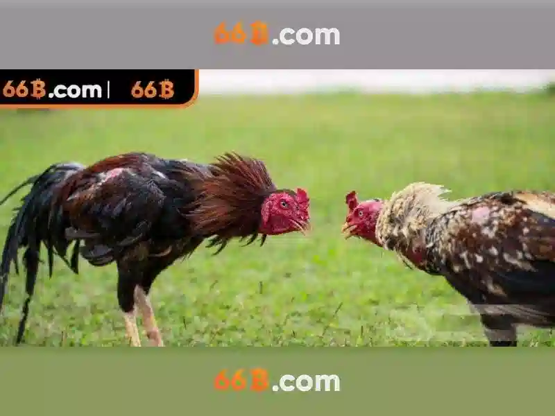 Hướng dẫn đăng nhập 66B