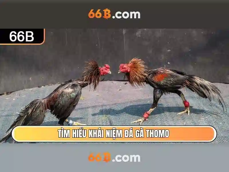 Tại Sao Nên Chọn Cờ Tướng 66B