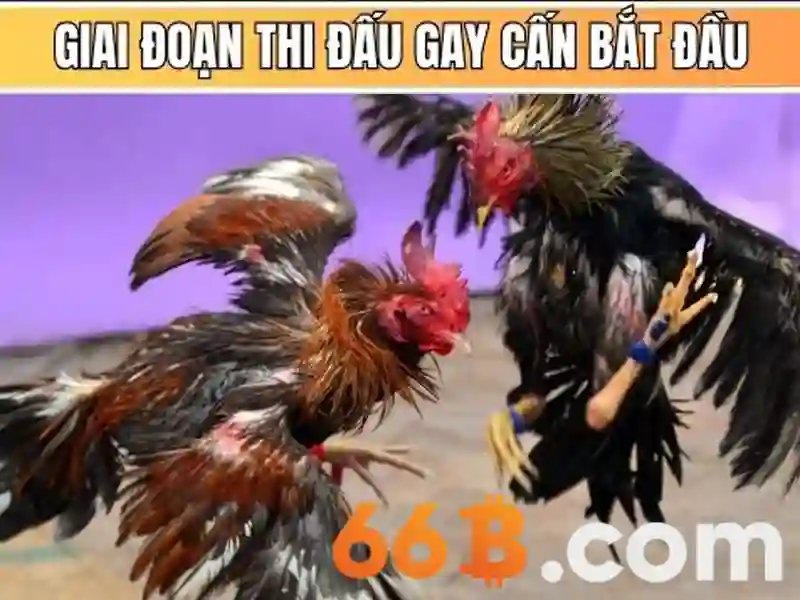 Cờ Caro 66B